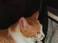 -乐派堂宠物医院·猫友好· 心脏科(东街店)