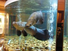 android_upload_pic-肇庆奥威斯酒店