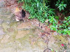 -高荡千年布依古寨旅游景区