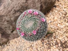 -中国科学院华南植物园
