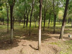 -永定河休闲森林公园