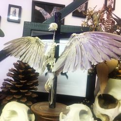 -蜉蝣刺青纹身定制