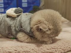-屋虎猫馆(宝安大仟里店)