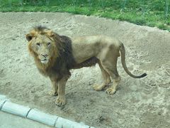 -北京野生动物园