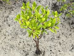 -北海金海湾红树林生态旅游区