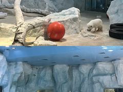 -珠海长隆海洋王国