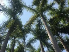 -深圳国际园林花卉博览园