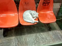 -猫咪博物馆(顶澳仔猫街店)