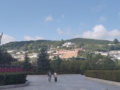 -塔尔寺-菩提树