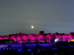-花博汇(知音花月夜)
