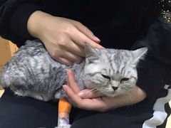 -瑞派·关忠动物医院(国瑞店)