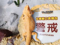 -广州长隆飞鸟乐园