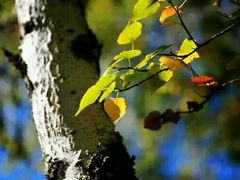 -塞罕坝国家级自然保护区