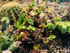 -春树下·树屋花房西餐厅(罍街AS1980店)