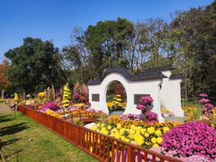 -上海共青森林公园