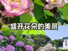 -无锡蠡湖国家湿地公园-蠡园