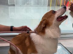 -帕帕拉兹宠物(亚洲旗舰店)