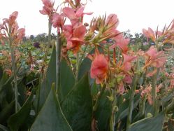 IMG_20130630_093208-云湖游乐园