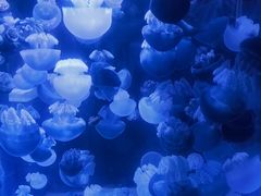-海合安青岛极地海洋公园