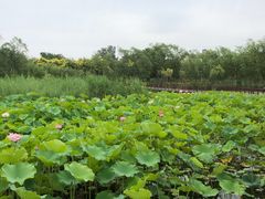 -绿堤公园