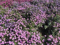 -黑龙江省森林植物园