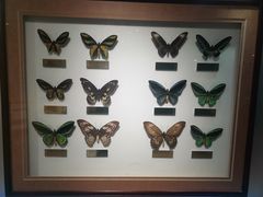 -上海昆虫博物馆