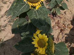 -艾溪湖湿地公园