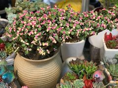-双季花艺园艺市场(浦东店)