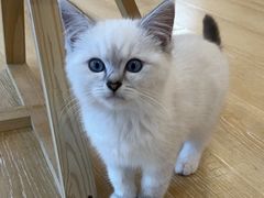 -猫咪派对(江南西店)