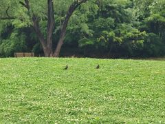 -上海共青森林公园