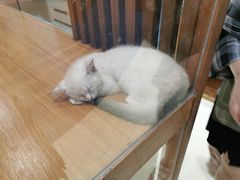 -龟与熊猫宠物公园(南坪店)