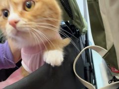 -瑞派·关忠动物医院·猫专科·犬专科(三环新城店)