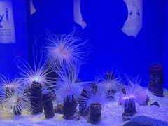 -上海海洋水族馆