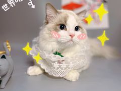 -喵五郎の猫咪酒店·专业洗护·寄养