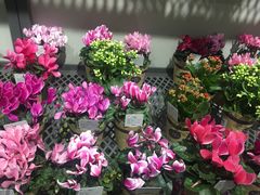 -鹿岛会员店 (龙湖三千集天街店)