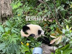 -成都大熊猫繁育研究基地