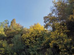 -彩色沙林风景区