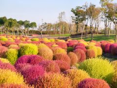 -春花秋色城市公园