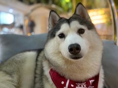 -Husky Go! 哈士奇体验馆·宠物咖啡厅狗咖