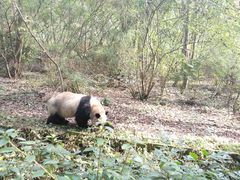 -双流传承老妈兔头(玉林总店)