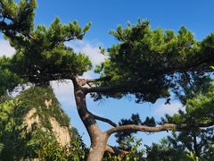 -王顺山国家森林公园