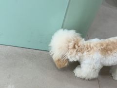 -佳雯宠物医院·皮肤科·内外科(春晓路分院)