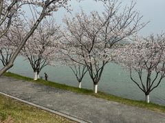 -羊山湖公园