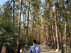 -合肥滨湖国家森林公园