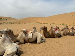 -银肯塔拉沙漠生态旅游景区
