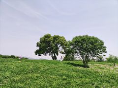 -良渚古城遗址公园