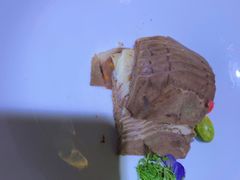 -老平安农家菜(平安店)