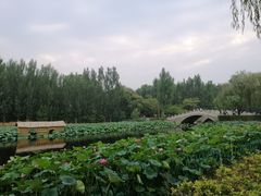 -白洋淀景区