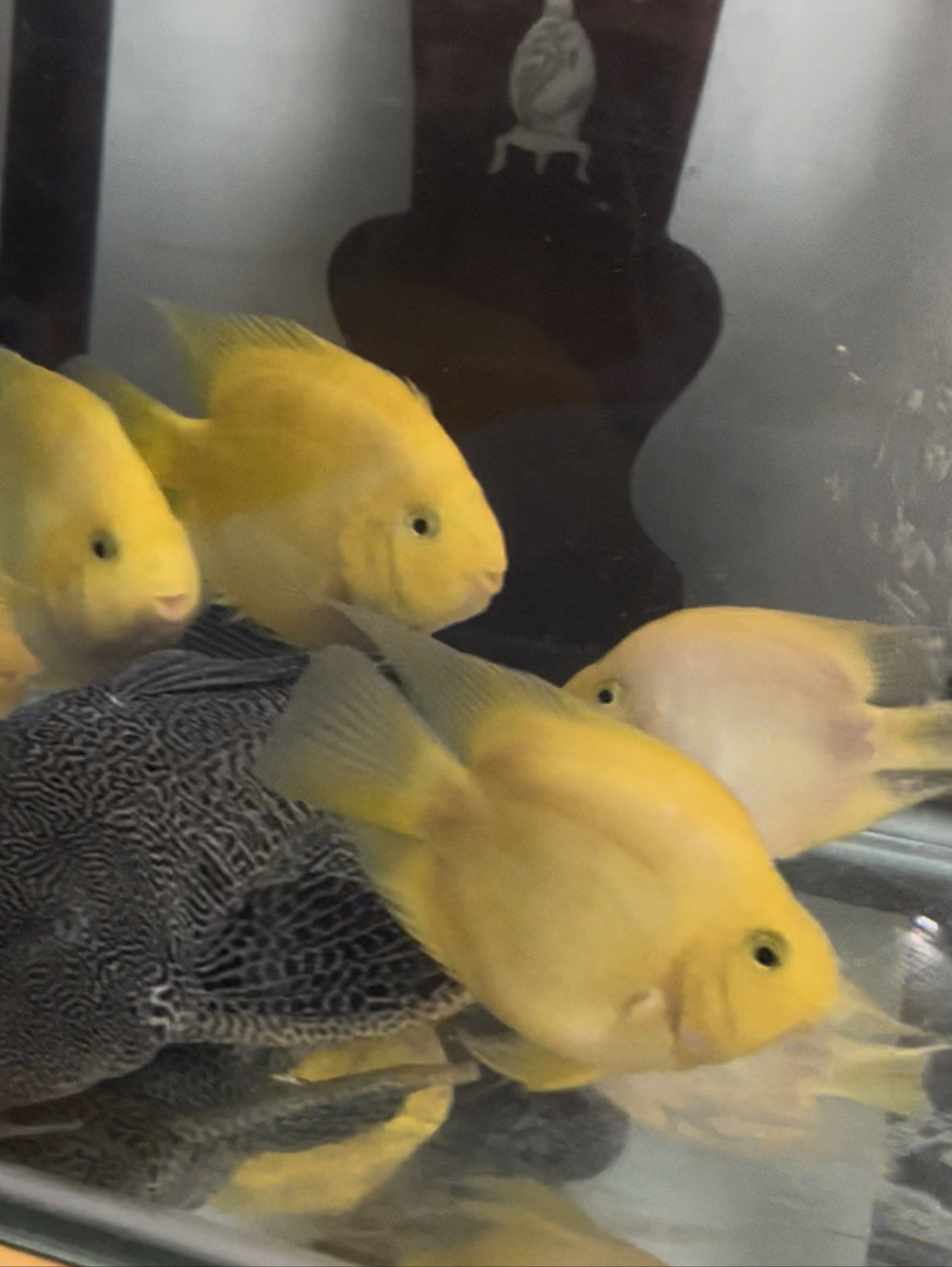 10只鹦鹉鱼100米