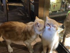 -more than meow吴止猫主题餐厅(承德 中船汇店)